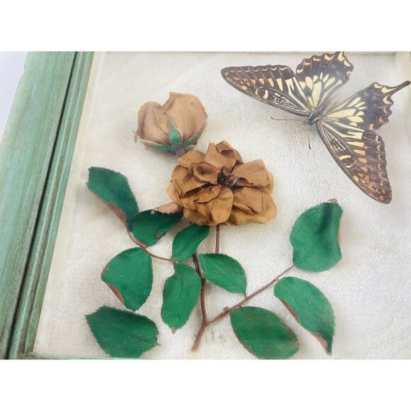 JAPANESE BUTTERFLY PAPILIO XUTHUS FRAMED DRIED TEXAS YELLOW ROSE Flower Framed - Picture 4 of 16